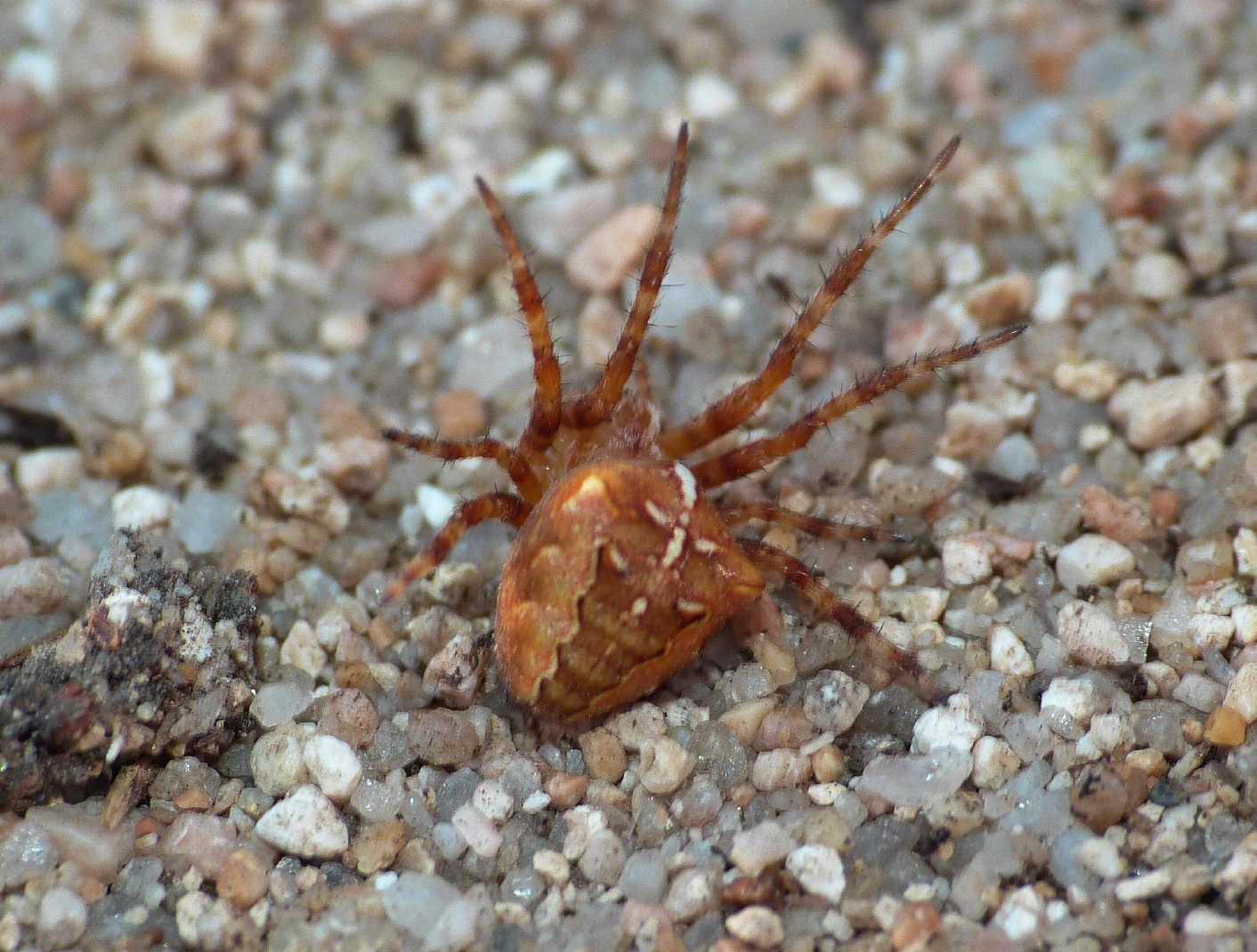 Piccolo Pompilidae con ragno predato